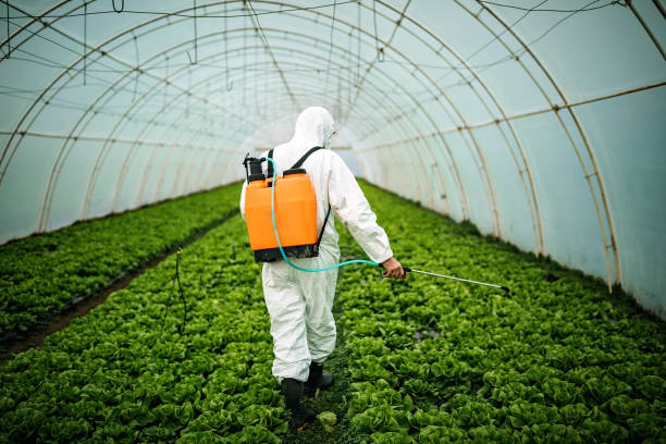 Best Emergency Pest Control  in Shingletown, CA