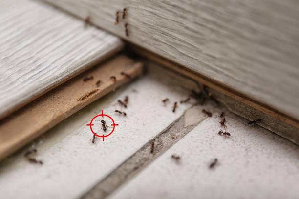 Best Mosquito Control Services  in Shingletown, CA