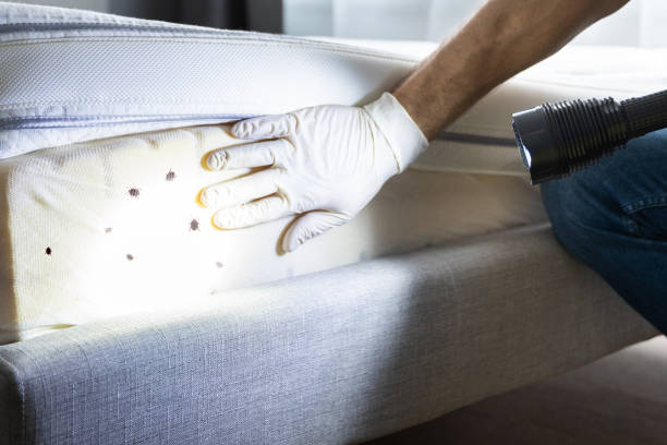 Best Wasp Removal Services  in Shingletown, CA