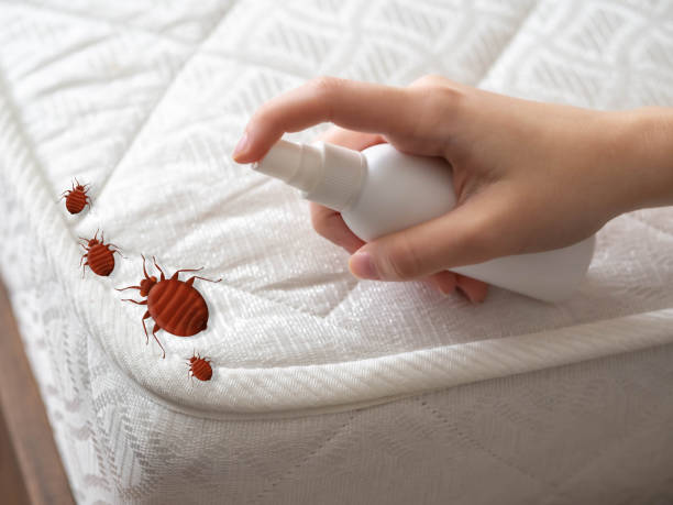 Reliable Shingletown, CA Pest Control Solutions