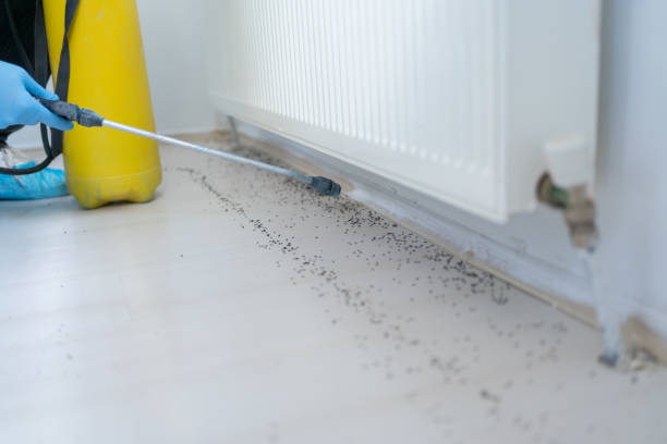 Best Affordable Pest Control Services  in Shingletown, CA